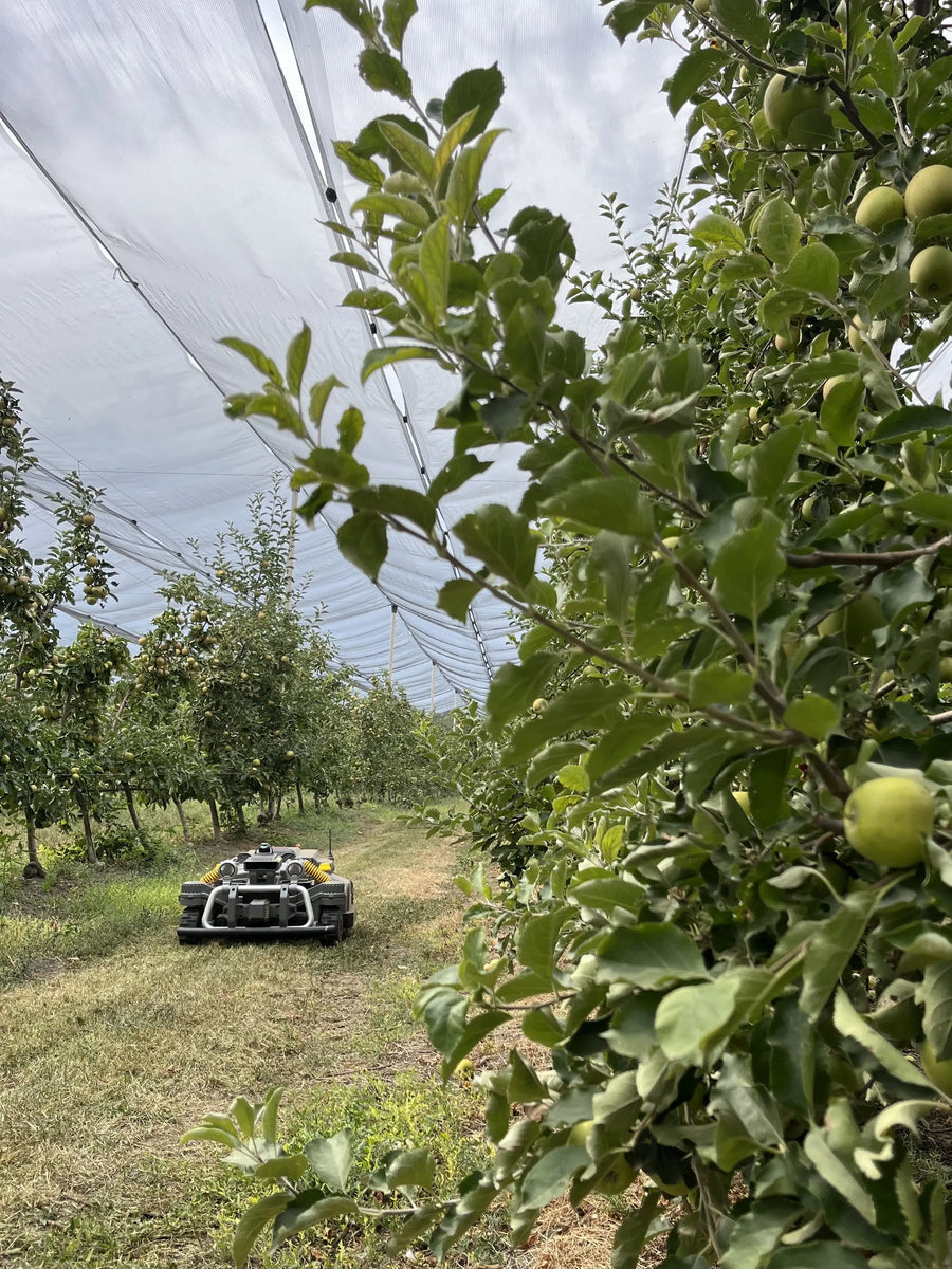 Maston at Botta Farms orchard