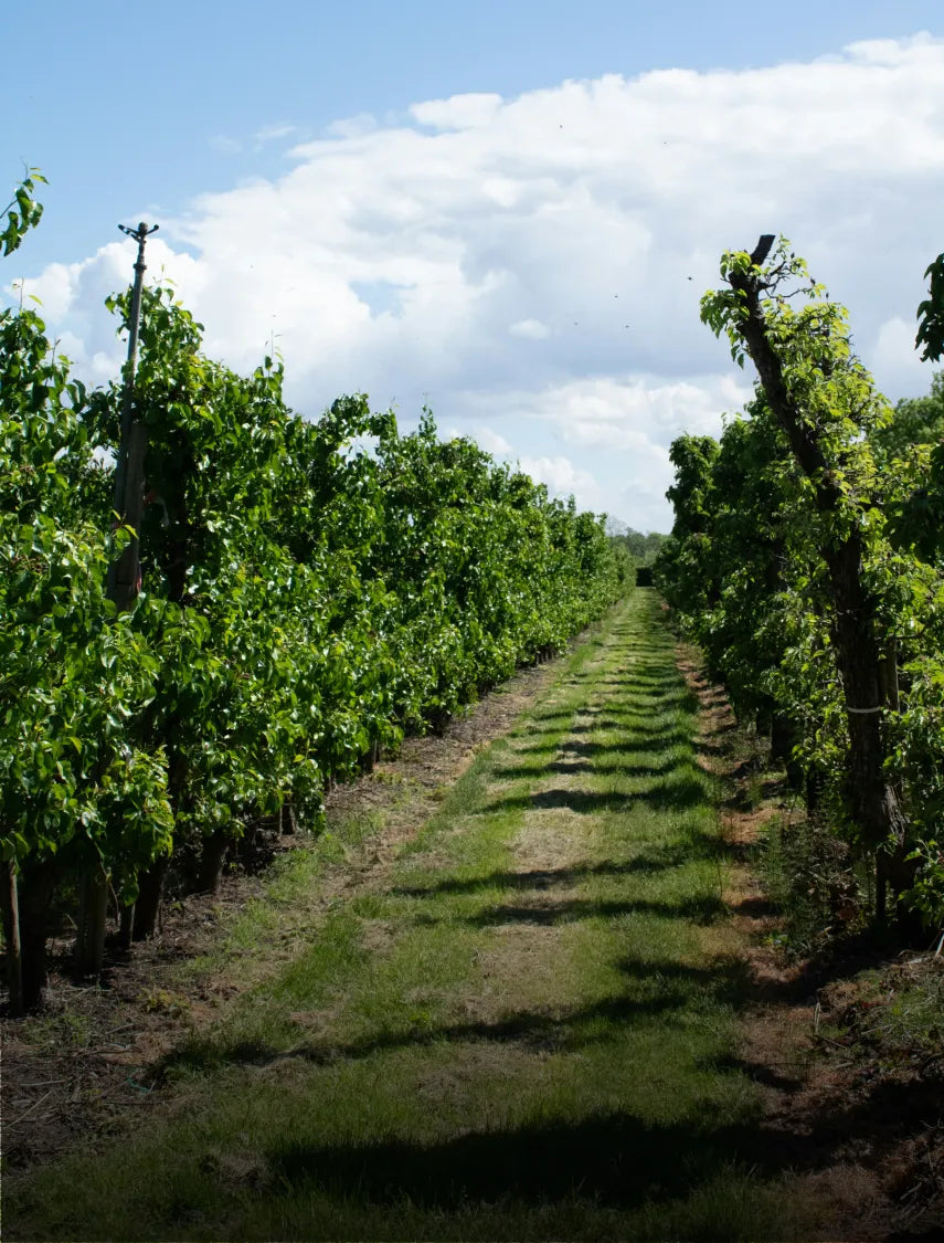 Vineyard landscape